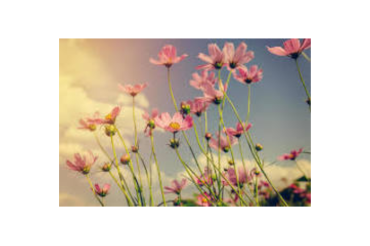 Hobby Farm Saanichton - Part-time - Farm tasks