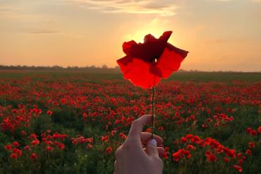 Poppy