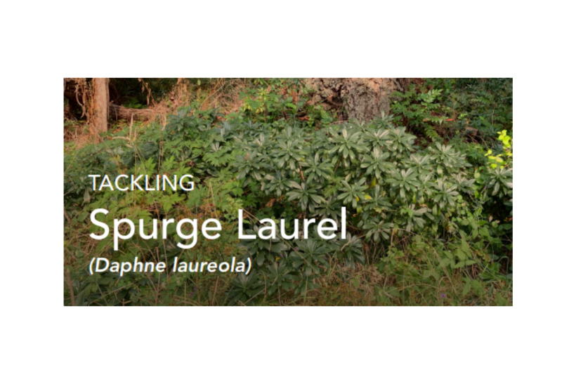 Volunteer Opportunity - Removal of Invasive Shrub - Dates Vary in May