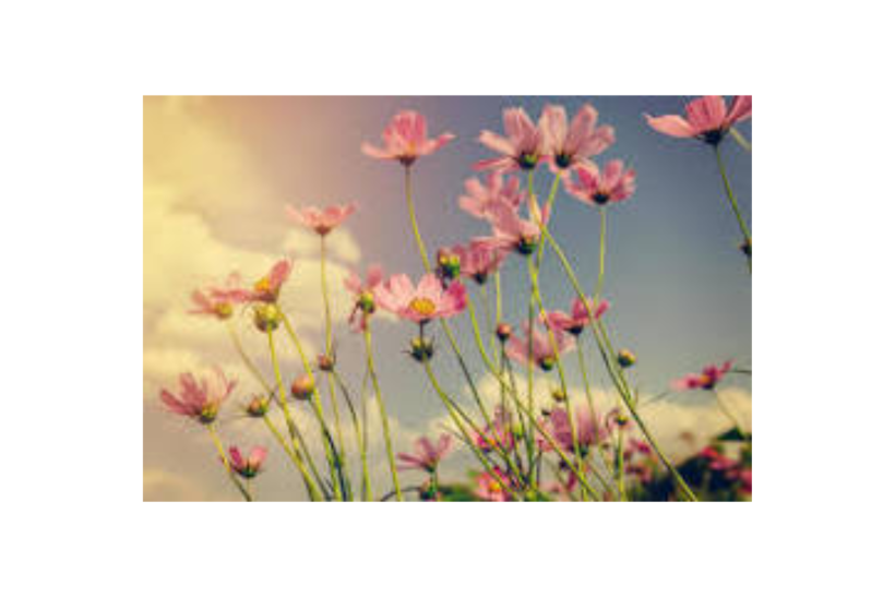 Hobby Farm Saanichton - Part-time - Farm tasks