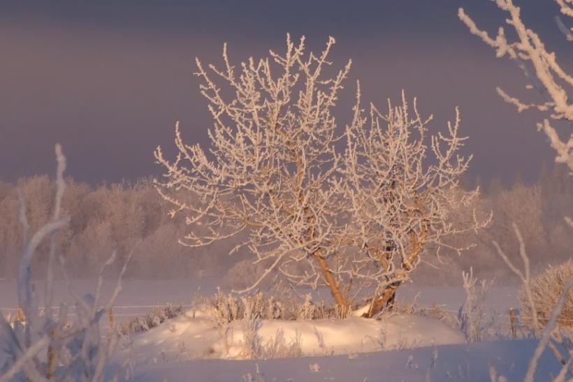 Tree with frost